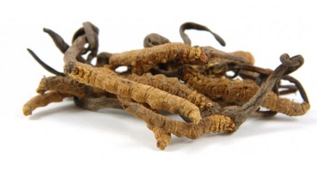 Kordiceps-Tiens-photo-1-690×370