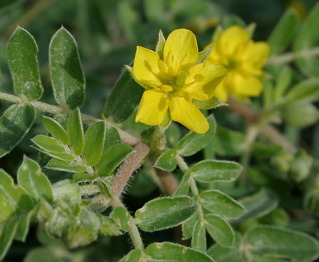Tribulus_terrestris