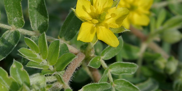 Tribulus_terrestris