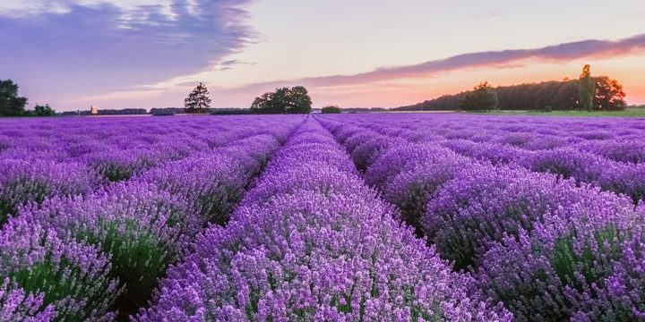 lavanda-933×360