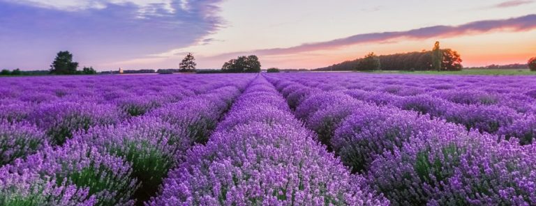 lavanda-933×360
