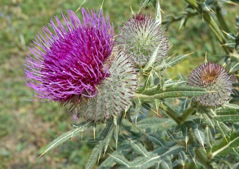 sikavica-jetra Sikavica