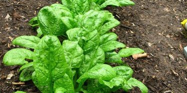 zdravlje i sreca zdravlje žene