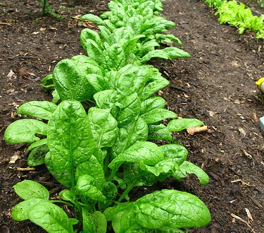 zdravlje i sreca zdravlje žene