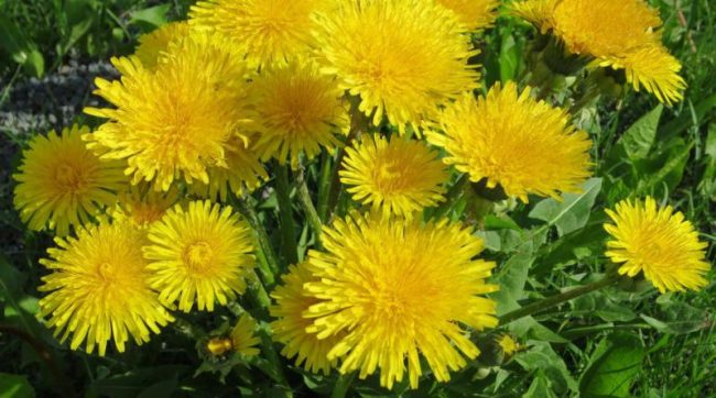 maslačak Čaj od maslačka