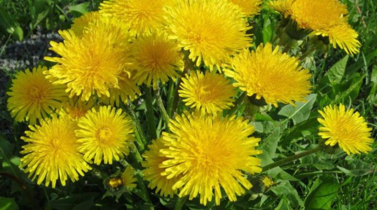 maslačak Čaj od maslačka