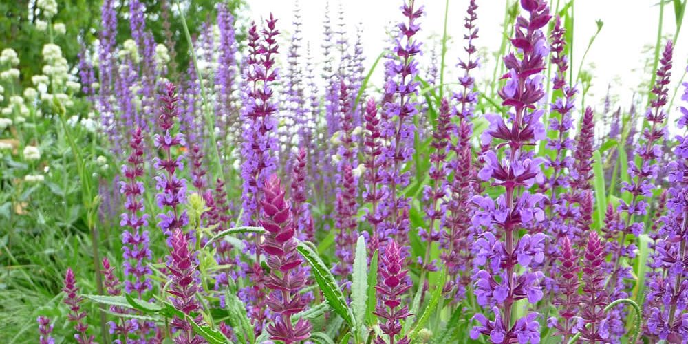 Lekovito bilje: Žalfija - Mediflora