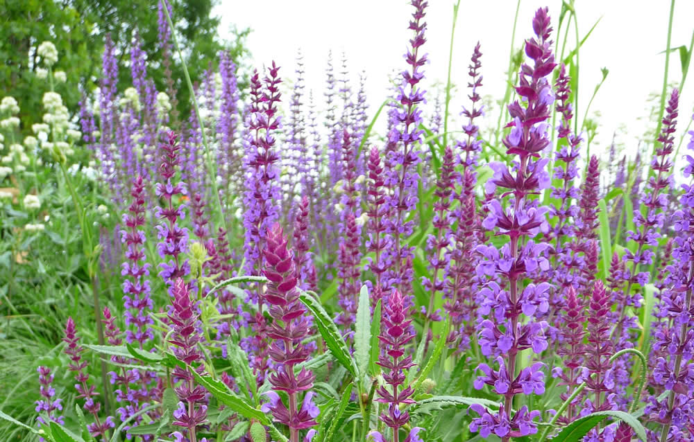Lekovito bilje: Žalfija - Mediflora