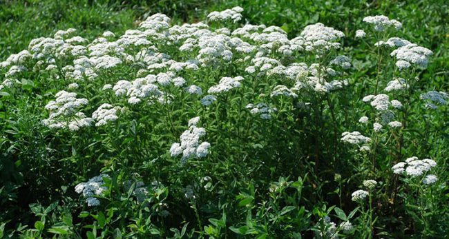 hajducica-ili-stolisnik