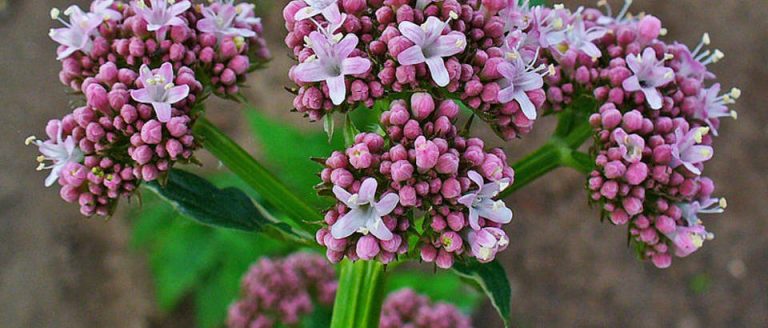 valerijana valerijana