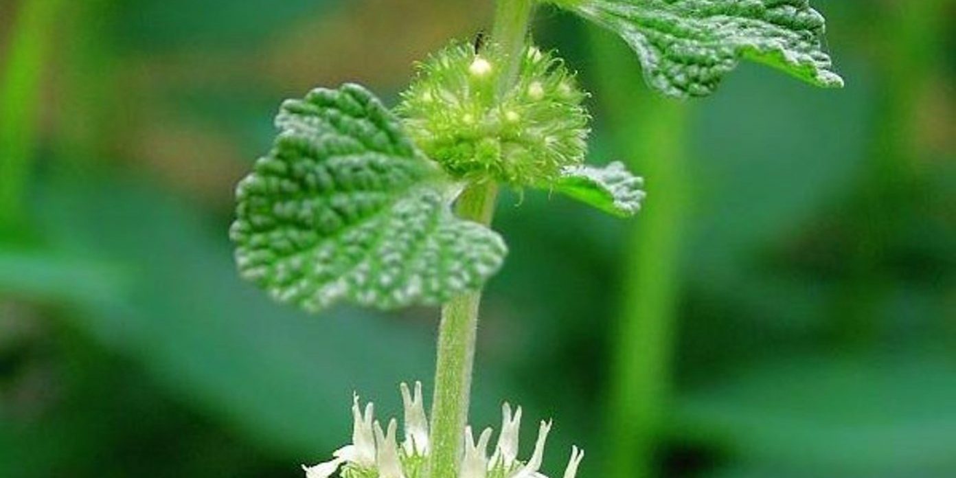 macina trava1 macina trava