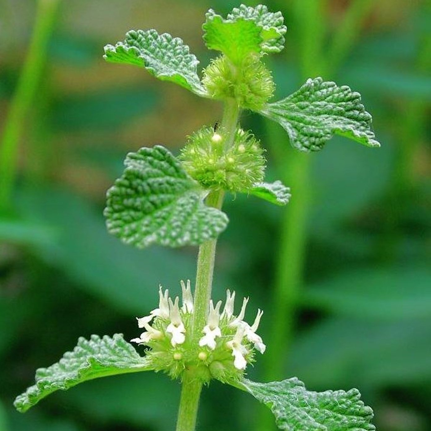 Шандра обыкновенная (Marrubium vulgare l.)