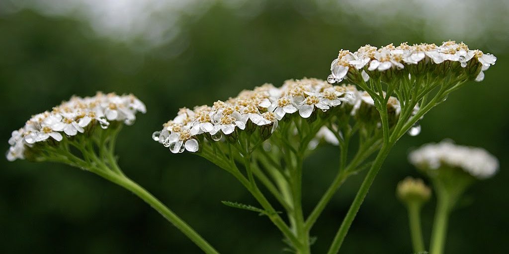 Hajdučka trava kod gastritisa