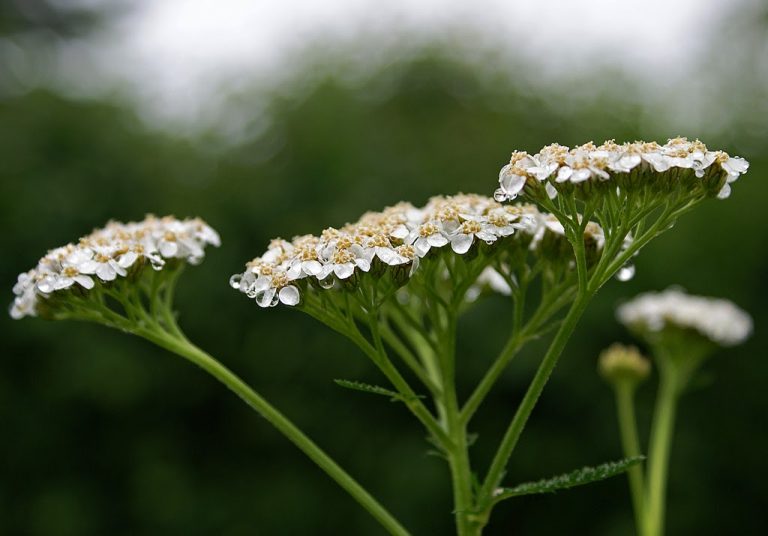 Hajdučka trava kod gastritisa