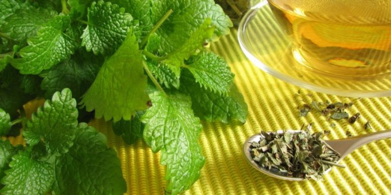 maticnjak protiv nervoze