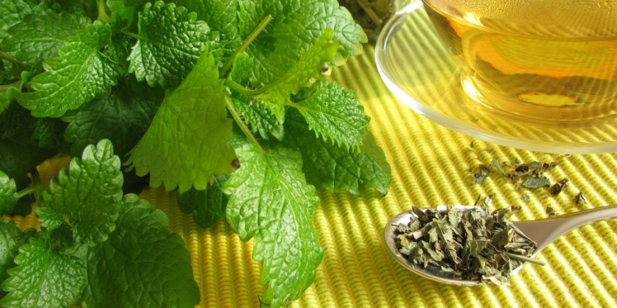 maticnjak protiv nervoze