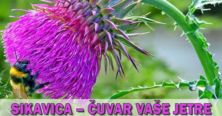 sikavica čišćenje jetre