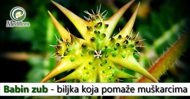 Babin-zub—biljka-koja-pomaže-muškarcima Babin zub - biljka koja pomaže muškarcima