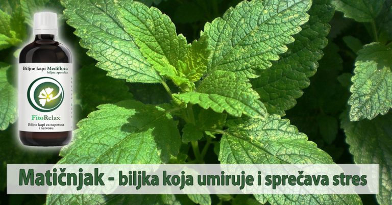 Matičnjak - biljka koja umiruje i sprečava stres