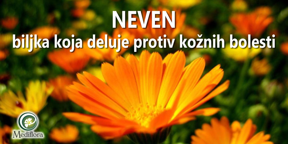 Neven—biljka-koja-deluje-protiv-kožnih-bolesti Neven - biljka koja deluje protiv kožnih bolesti