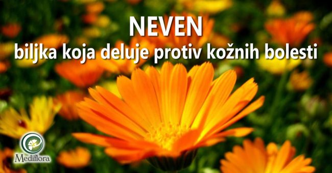 Neven—biljka-koja-deluje-protiv-kožnih-bolesti Neven - biljka koja deluje protiv kožnih bolesti