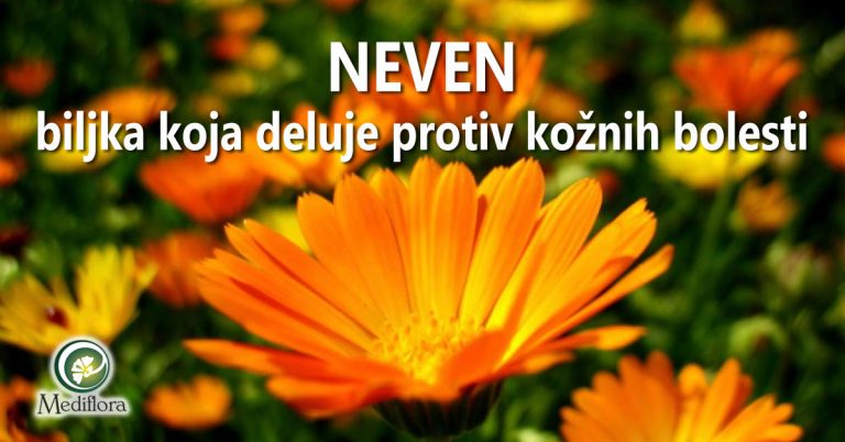 Neven—biljka-koja-deluje-protiv-kožnih-bolesti Neven - biljka koja deluje protiv kožnih bolesti