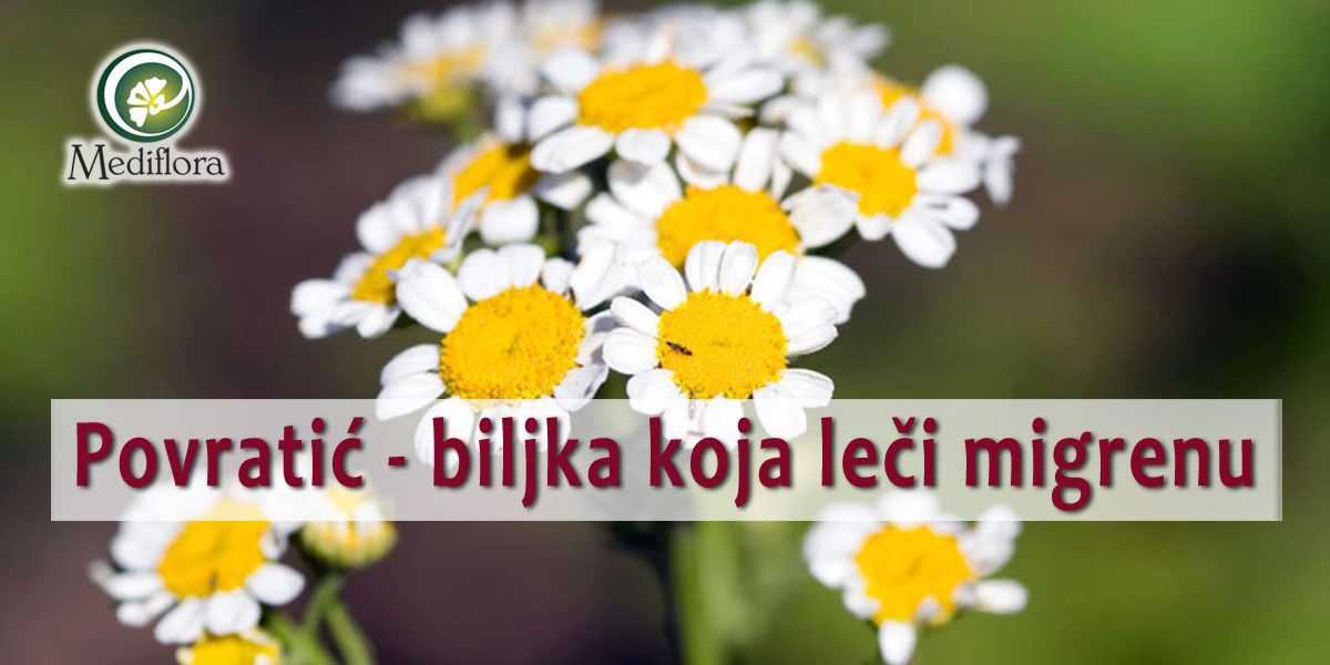 Povratic—biljka-koja-leci-migrenu Povratić - biljka koja leči migrenu