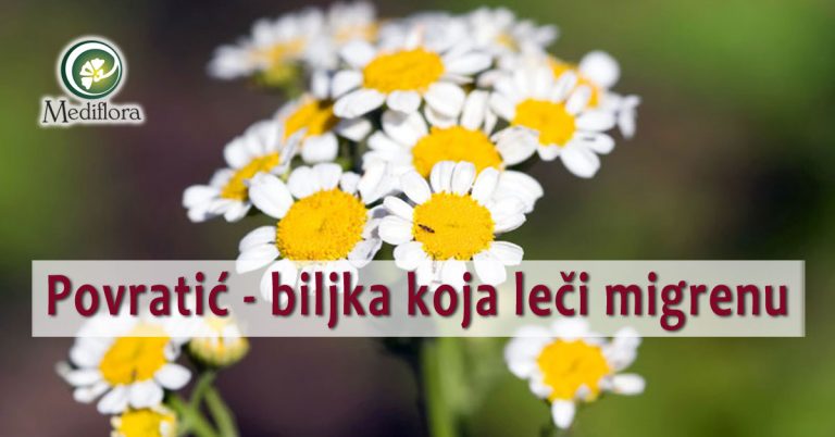 Povratic—biljka-koja-leci-migrenu Povratić - biljka koja leči migrenu