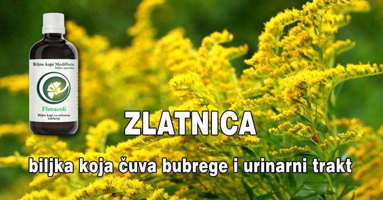 Zlatnica - biljka koja čuva bubrege i urinarni trakt
