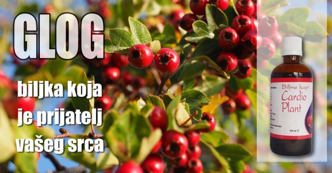 glog-biljka-koja-je-prijatelj-vašeg-srca glog biljka koja je prijatelj vašeg srca