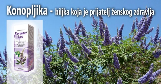 Konopljika - biljka koja je prijatelj ženskog zdravlja