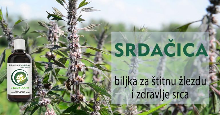 srdacica-biljka-za-štitnu-žlezdu-i-zdravlje-srca