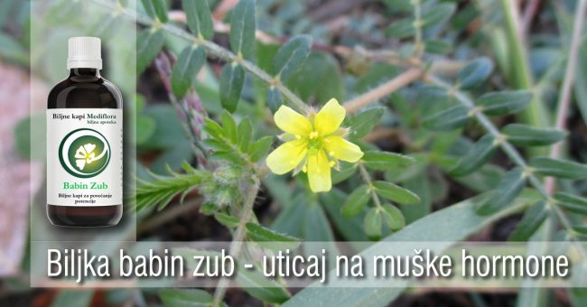 Biljka babin zub - uticaj na muške hormone