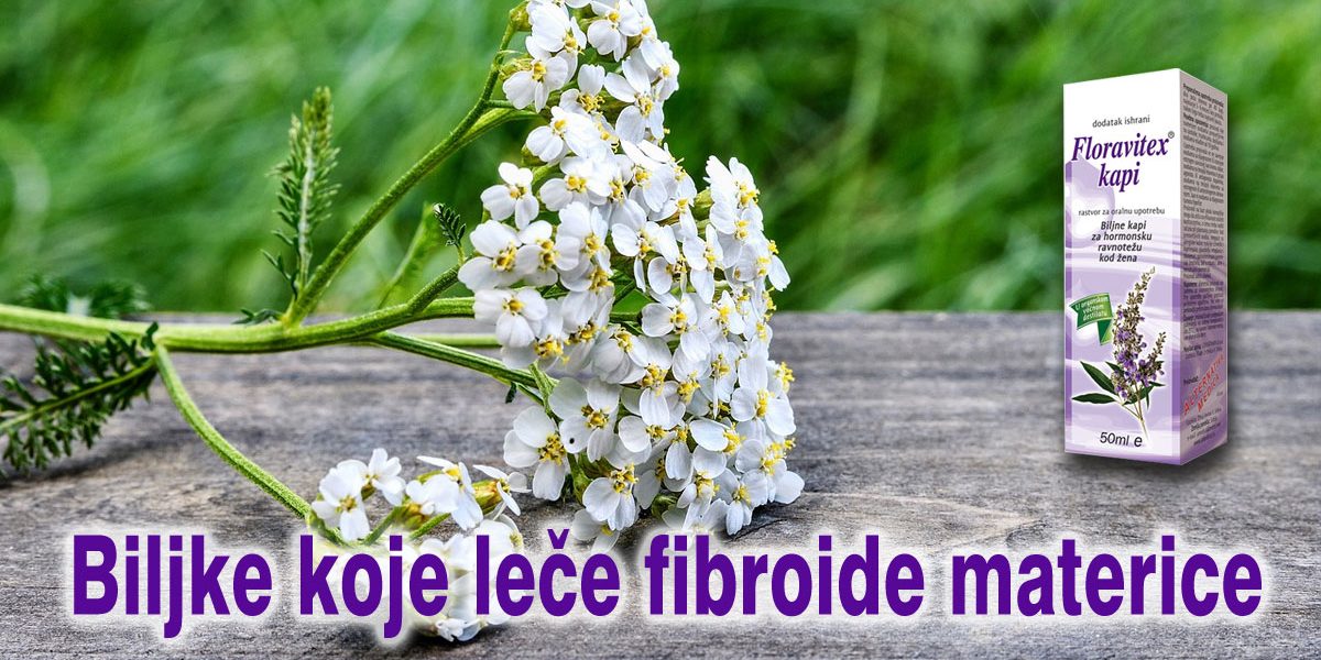 Biljke-koje-lece-fibroide-materice Biljke koje leče fibroide materice