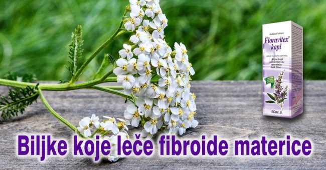 Biljke-koje-lece-fibroide-materice Biljke koje leče fibroide materice