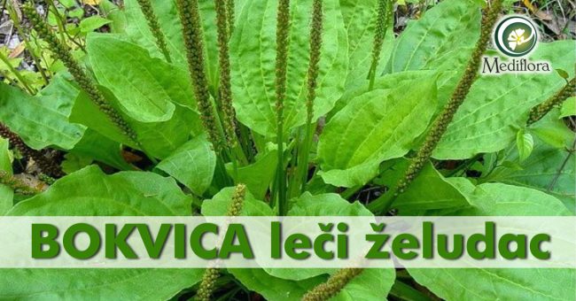 Bokvica-leci-želudac