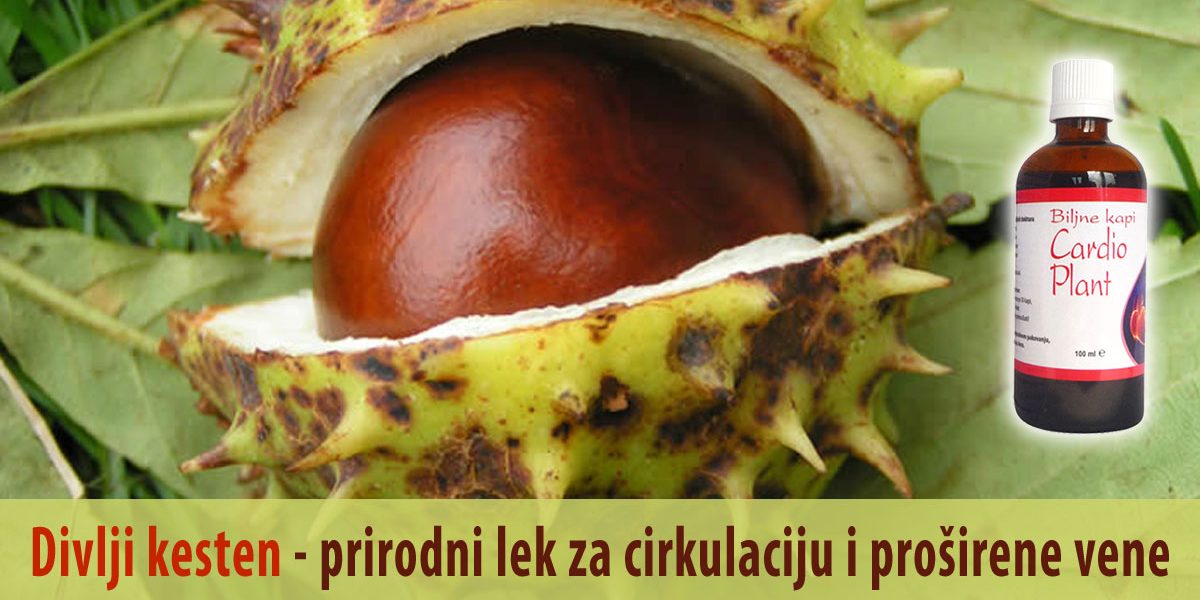 Divlji-kesten—prirodni-lek-za-cirkulaciju-i-proširene-vene Divlji kesten - prirodni lek za cirkulaciju i proširene vene