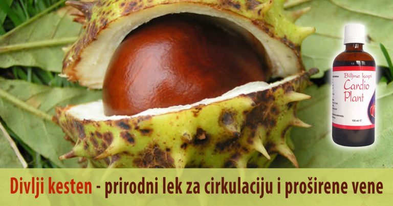 Divlji kesten - prirodni lek za cirkulaciju i proširene vene