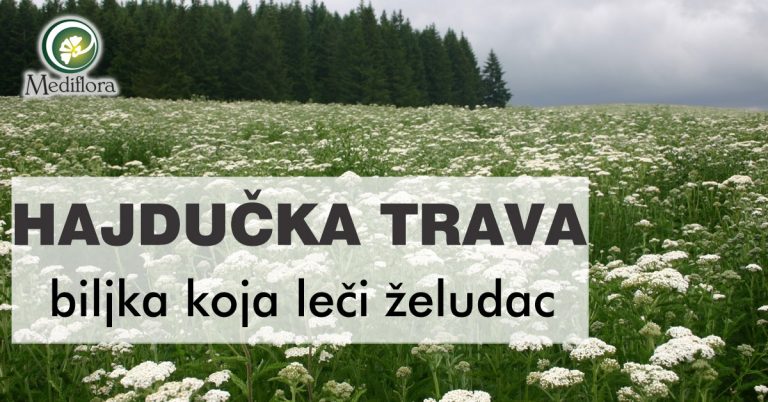 Hajducka-trava—biljka-koja-leci-želudac Hajducka-trava---biljka-koja-leci-želudac