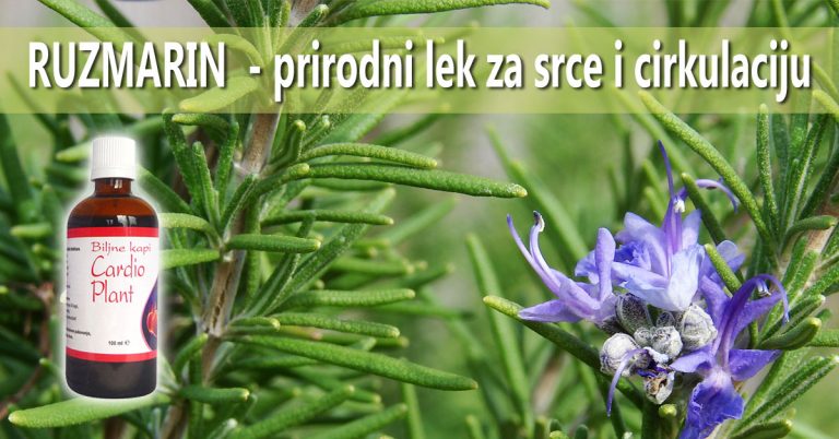 Ruzmarin - prirodni lek za srce i cirkulaciju