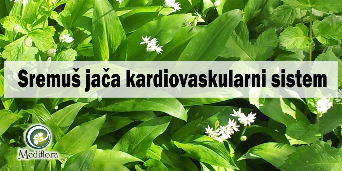 Sremuš-jaca-kardiovaskularni-sistem Sremuš jača kardiovaskularni sistem
