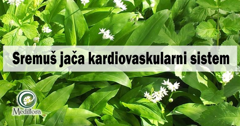 Sremuš-jaca-kardiovaskularni-sistem Sremuš jača kardiovaskularni sistem