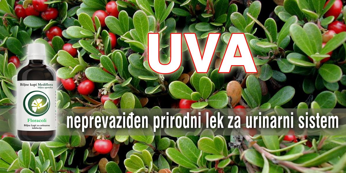Uva - neprevaziđen prirodni lek za urinarni sistem