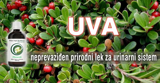Uva—neprevaziden-prirodni-lek-za-urinarni-sistem Uva - neprevaziđen prirodni lek za urinarni sistem