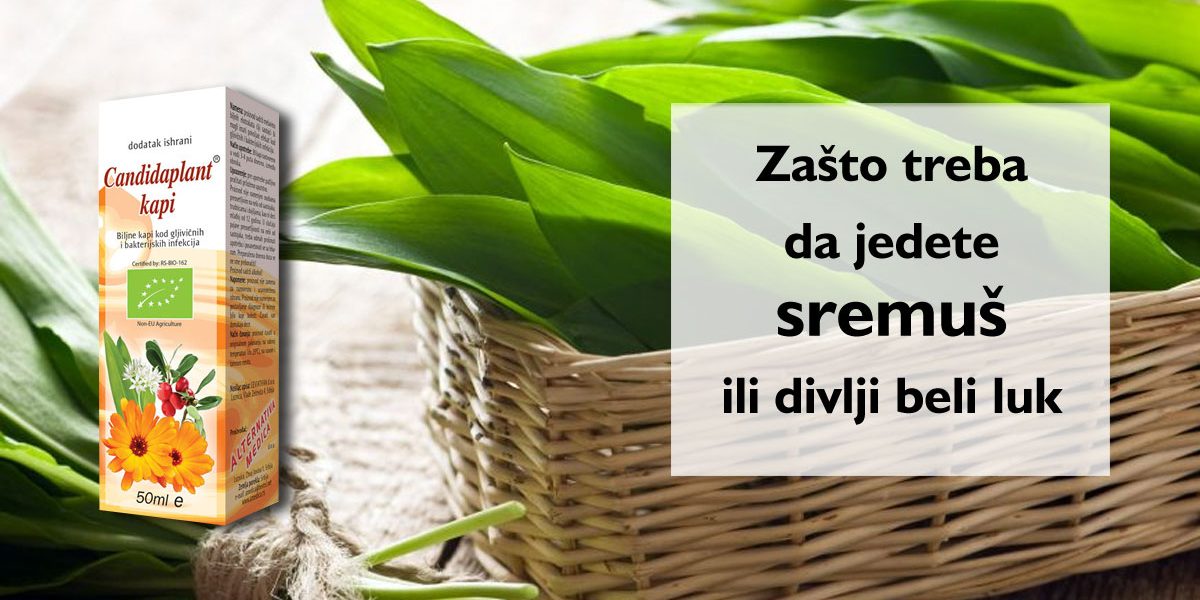 Zašto-treba-da-jedete-sremuš-ili-divlji-beli-luk Zašto treba da jedete sremuš ili divlji beli luk