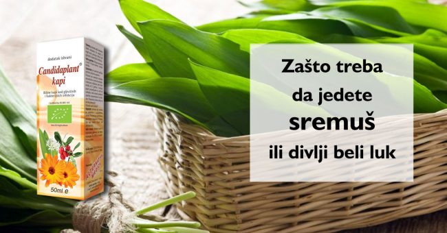 Zašto treba da jedete sremuš ili divlji beli luk