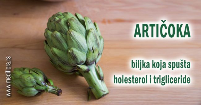 Articoka—biljka-koja-spušta-holesterol-i-trigliceride