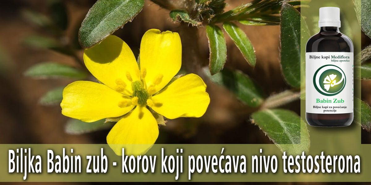 Biljka Babin zub - korov koji povećava nivo testosterona