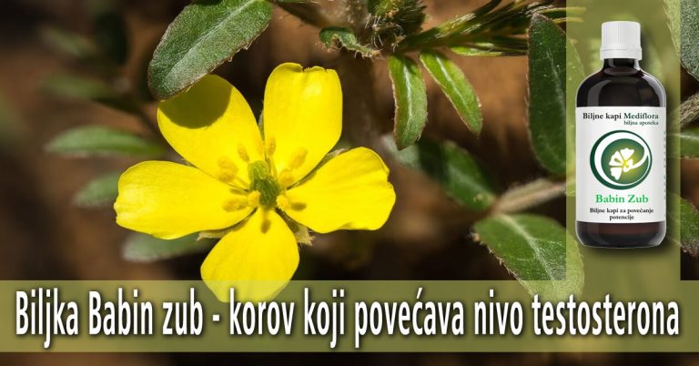Biljka-Babin-zub—korov-koji-povecava-nivo-testosterona Biljka Babin zub - korov koji povećava nivo testosterona