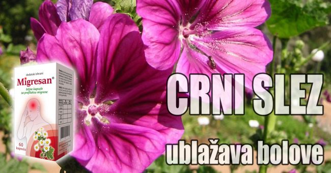 Crni-slez-ublažava-bolove